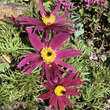 Pulsatilla vulgaris 'Papageno': Bild 7/9