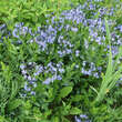 Rhazya orientalis: Bild 2/3