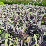 Salvia officinalis 'Purpurascens' - Gartensalbei