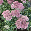 Sedum spectabile 'Elsie's Gold': Bild 4/8