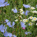 Cichorium intybus - Gemeine Wegwarte