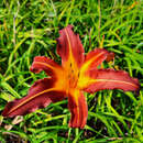 Hemerocallis 'Autumn Red' - Taglilie