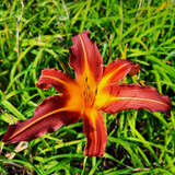 Hemerocallis 'Autumn Red' - Taglilie