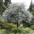 Pyrus salicifolia 'Pendula': Bild 1/10