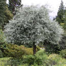 Pyrus salicifolia 'Pendula' - Hängebirne