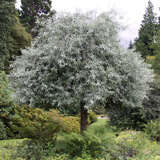 Pyrus salicifolia 'Pendula' - Hängebirne
