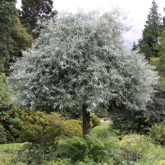 Hängebirne - Pyrus salicifolia 'Pendula'