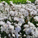 Lychnis flos-cuculi 'Petit Henry' - Kuckucks-Lichtnelke