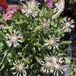 Centaurea pindicola 'Lobigowskii': Bild 3/4