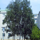 Betula pendula - Heimische Weißbirke