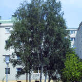 Betula pendula - Heimische Weißbirke