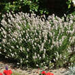 Lavandula angustifolia 'Melissa': Bild 5/5