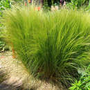 Stipa tenuissima 'Ponytails' - Federgras