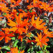 Lychnis arkwrightii 'Vesuvius': Bild 3/5