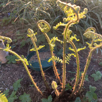 Becherfarn, Trichterfarn - Matteuccia struthiopteris - grn