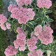 Sedum spectabile 'Elsie's Gold': Bild 5/8