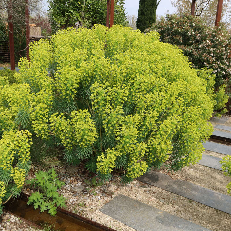 Palisaden-Wolfsmilch - Euphorbia characias wulfenii