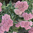 Sedum spectabile 'Elsie's Gold': Bild 6/8