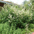 Persicaria polymorpha: Bild 11/11