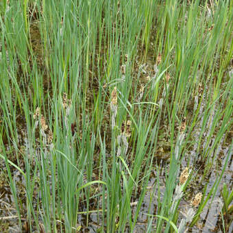 Carex acutiformis