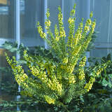 Mahonia media 'Winter Sun' - Japanische Mahonie