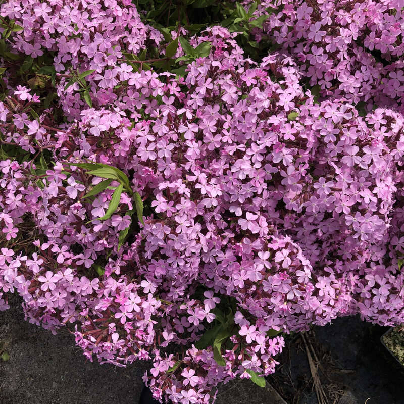 Griechisches Seifenkraut - Saponaria haussknechtii (Syn. S. sicula var.  intermedia) - rosa