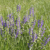 Salvia pratensis haematodes - Wiesensalbei