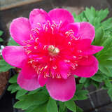 Paeonia officinalis 'Anemoniflora' - Bauernpfingstrose