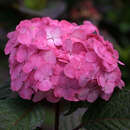 Hydrangea paniculata diamant rouge