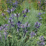 Eryngium planum 'Azureum' - Edeldistel