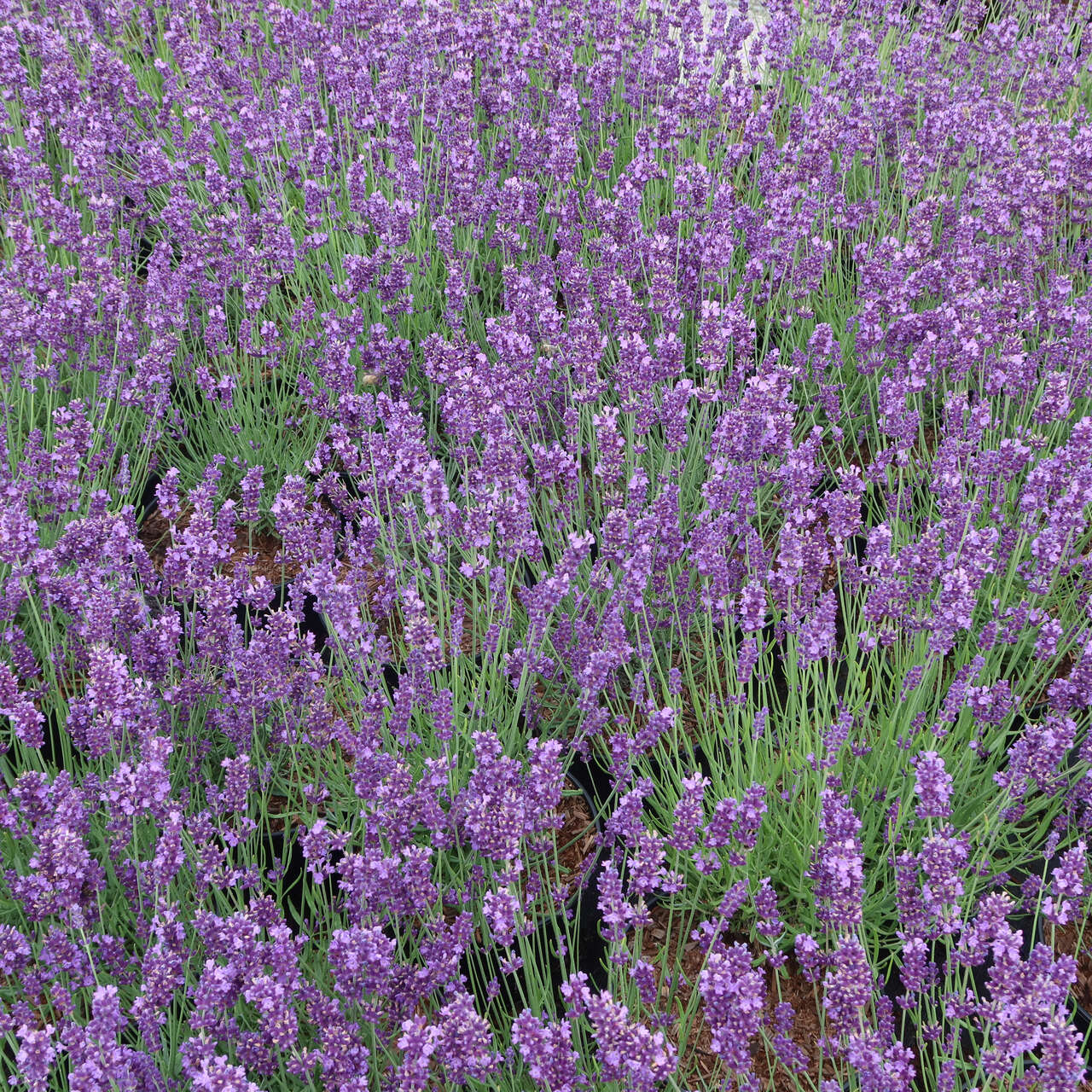 Lavendel Lavandula angustifolia 'Blue Jeans' blau