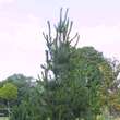 Pinus peuce: Bild 4/4