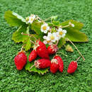 Fragaria vesca 'Königin Alexandra' - Monatserdbeere