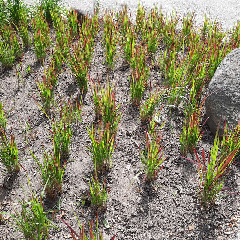 Kupferhirse, Japan-Blutgras - Imperata cylindrica 'Red Baron' - rot