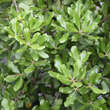 Quercus phillyreoides: Bild 1/4