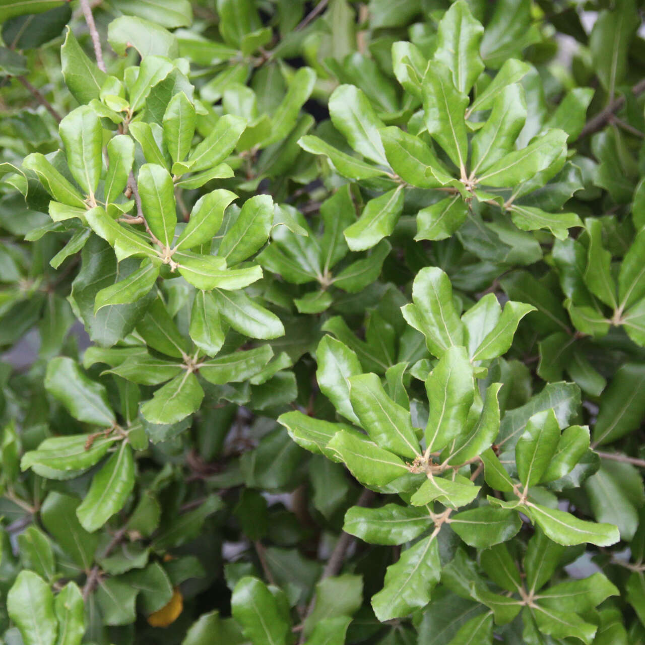 Chinesische Eiche Quercus phillyreoides grün