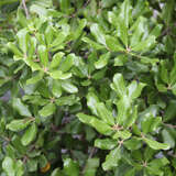 Quercus phillyreoides - Chinesische Eiche
