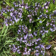 Rhazya orientalis: Bild 1/3