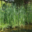 Typha latifolia: Bild 5/6
