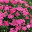 Achillea millefolium 'New Vintage Violet': Bild 5/5
