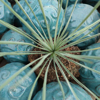snake plant scientific name Snake Plant 'Laurentii' main image 0