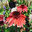 Echinacea p.'Papallo Semi D.Cherry': Bild 1/2