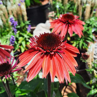 Echinacea p.'Papallo Semi D.Cherry'