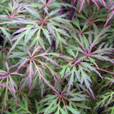 Acer palmatum 'Baldsmith'     H100+ - Roter Schlitzahorn