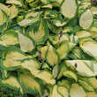 Hosta 'June Fever': Bild 2/2