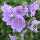 Campanula persicifolia 'Takion Blue' - Pfirsichblättrige Glockenblume