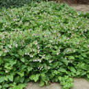 Symphytum grandiflorum 'Hidcote Blue' - Beinwell, Wallwurz