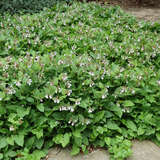 Symphytum grandiflorum 'Hidcote Blue' - Beinwell, Wallwurz