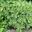 Sedum spectabile 'Elsie's Gold': Bild 8/8