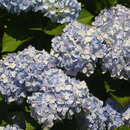 Hydrangea macrophylla 'Endless Summer' - Gartenhortensie